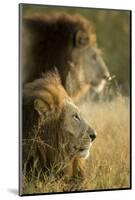 Botswana, Moremi Game Reserve, Lions in Morning Sun in Okavango Delta-Paul Souders-Mounted Photographic Print