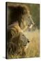 Botswana, Moremi Game Reserve, Lions in Morning Sun in Okavango Delta-Paul Souders-Stretched Canvas