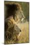 Botswana, Moremi Game Reserve, Lions in Morning Sun in Okavango Delta-Paul Souders-Mounted Photographic Print
