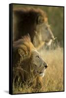 Botswana, Moremi Game Reserve, Lions in Morning Sun in Okavango Delta-Paul Souders-Framed Stretched Canvas