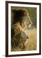 Botswana, Moremi Game Reserve, Lions in Morning Sun in Okavango Delta-Paul Souders-Framed Photographic Print