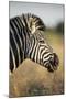 Botswana, Moremi Game Reserve, Plains Zebra Feeding on Dry Grass-Paul Souders-Mounted Premium Photographic Print