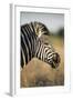 Botswana, Moremi Game Reserve, Plains Zebra Feeding on Dry Grass-Paul Souders-Framed Photographic Print