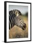 Botswana, Moremi Game Reserve, Plains Zebra Feeding on Dry Grass-Paul Souders-Framed Photographic Print