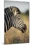 Botswana, Moremi Game Reserve, Plains Zebra Feeding on Dry Grass-Paul Souders-Mounted Photographic Print