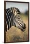 Botswana, Moremi Game Reserve, Plains Zebra Feeding on Dry Grass-Paul Souders-Framed Premium Photographic Print