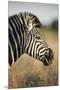 Botswana, Moremi Game Reserve, Plains Zebra Feeding on Dry Grass-Paul Souders-Mounted Premium Photographic Print