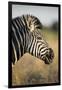 Botswana, Moremi Game Reserve, Plains Zebra Feeding on Dry Grass-Paul Souders-Framed Premium Photographic Print