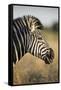 Botswana, Moremi Game Reserve, Plains Zebra Feeding on Dry Grass-Paul Souders-Framed Stretched Canvas