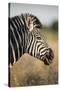 Botswana, Moremi Game Reserve, Plains Zebra Feeding on Dry Grass-Paul Souders-Stretched Canvas