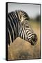 Botswana, Moremi Game Reserve, Plains Zebra Feeding on Dry Grass-Paul Souders-Framed Stretched Canvas