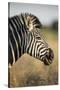 Botswana, Moremi Game Reserve, Plains Zebra Feeding on Dry Grass-Paul Souders-Stretched Canvas