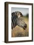 Botswana, Moremi Game Reserve, Plains Zebra Feeding on Dry Grass-Paul Souders-Framed Photographic Print