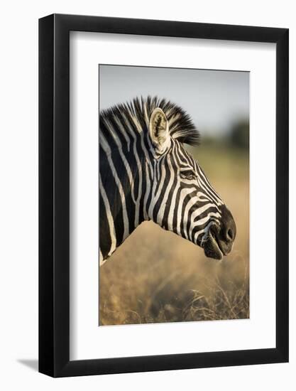 Botswana, Moremi Game Reserve, Plains Zebra Feeding on Dry Grass-Paul Souders-Framed Photographic Print