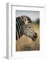 Botswana, Moremi Game Reserve, Plains Zebra Feeding on Dry Grass-Paul Souders-Framed Photographic Print