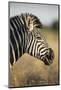Botswana, Moremi Game Reserve, Plains Zebra Feeding on Dry Grass-Paul Souders-Mounted Photographic Print