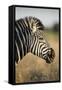 Botswana, Moremi Game Reserve, Plains Zebra Feeding on Dry Grass-Paul Souders-Framed Stretched Canvas