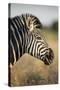 Botswana, Moremi Game Reserve, Plains Zebra Feeding on Dry Grass-Paul Souders-Stretched Canvas