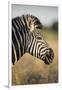 Botswana, Moremi Game Reserve, Plains Zebra Feeding on Dry Grass-Paul Souders-Framed Photographic Print