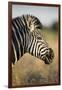 Botswana, Moremi Game Reserve, Plains Zebra Feeding on Dry Grass-Paul Souders-Framed Photographic Print