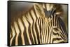 Botswana, Moremi Game Reserve, Plains Zebra in Herd in Okavango Delta-Paul Souders-Framed Stretched Canvas