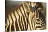 Botswana, Moremi Game Reserve, Plains Zebra in Herd in Okavango Delta-Paul Souders-Stretched Canvas