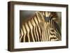 Botswana, Moremi Game Reserve, Plains Zebra in Herd in Okavango Delta-Paul Souders-Framed Photographic Print