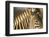Botswana, Moremi Game Reserve, Plains Zebra in Herd in Okavango Delta-Paul Souders-Framed Photographic Print