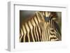 Botswana, Moremi Game Reserve, Plains Zebra in Herd in Okavango Delta-Paul Souders-Framed Photographic Print