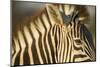 Botswana, Moremi Game Reserve, Plains Zebra in Herd in Okavango Delta-Paul Souders-Mounted Photographic Print