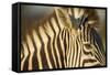 Botswana, Moremi Game Reserve, Plains Zebra in Herd in Okavango Delta-Paul Souders-Framed Stretched Canvas