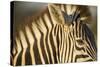 Botswana, Moremi Game Reserve, Plains Zebra in Herd in Okavango Delta-Paul Souders-Stretched Canvas