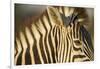 Botswana, Moremi Game Reserve, Plains Zebra in Herd in Okavango Delta-Paul Souders-Framed Photographic Print