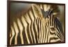 Botswana, Moremi Game Reserve, Plains Zebra in Herd in Okavango Delta-Paul Souders-Framed Photographic Print