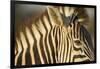 Botswana, Moremi Game Reserve, Plains Zebra in Herd in Okavango Delta-Paul Souders-Framed Photographic Print