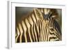 Botswana, Moremi Game Reserve, Plains Zebra in Herd in Okavango Delta-Paul Souders-Framed Photographic Print