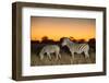 Botswana, Moremi Game Reserve, Plains Zebras at Dusk in Okavango Delta-Paul Souders-Framed Photographic Print