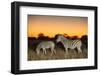 Botswana, Moremi Game Reserve, Plains Zebras at Dusk in Okavango Delta-Paul Souders-Framed Photographic Print