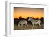 Botswana, Moremi Game Reserve, Plains Zebras at Dusk in Okavango Delta-Paul Souders-Framed Photographic Print