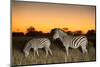 Botswana, Moremi Game Reserve, Plains Zebras at Dusk in Okavango Delta-Paul Souders-Mounted Photographic Print