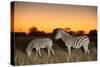 Botswana, Moremi Game Reserve, Plains Zebras at Dusk in Okavango Delta-Paul Souders-Stretched Canvas