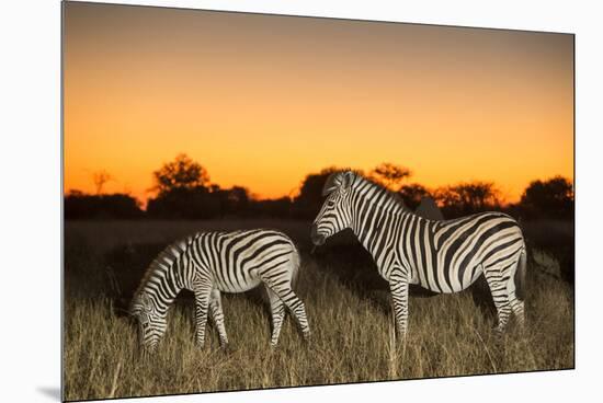 Botswana, Moremi Game Reserve, Plains Zebras at Dusk in Okavango Delta-Paul Souders-Mounted Premium Photographic Print