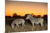 Botswana, Moremi Game Reserve, Plains Zebras at Dusk in Okavango Delta-Paul Souders-Mounted Premium Photographic Print