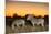 Botswana, Moremi Game Reserve, Plains Zebras at Dusk in Okavango Delta-Paul Souders-Mounted Premium Photographic Print