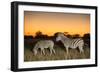 Botswana, Moremi Game Reserve, Plains Zebras at Dusk in Okavango Delta-Paul Souders-Framed Photographic Print