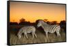 Botswana, Moremi Game Reserve, Plains Zebras at Dusk in Okavango Delta-Paul Souders-Framed Stretched Canvas
