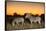 Botswana, Moremi Game Reserve, Plains Zebras at Dusk in Okavango Delta-Paul Souders-Framed Stretched Canvas