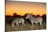 Botswana, Moremi Game Reserve, Plains Zebras at Dusk in Okavango Delta-Paul Souders-Stretched Canvas