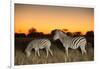 Botswana, Moremi Game Reserve, Plains Zebras at Dusk in Okavango Delta-Paul Souders-Framed Photographic Print