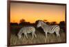 Botswana, Moremi Game Reserve, Plains Zebras at Dusk in Okavango Delta-Paul Souders-Framed Photographic Print